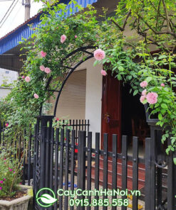 Hoa hồng leo đẹp dễ trồng