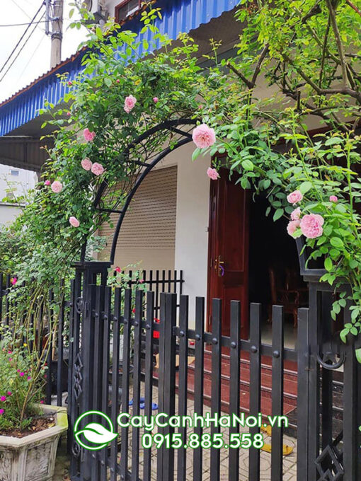 Hoa hồng leo đẹp dễ trồng