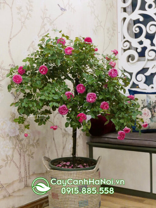 Cây giống hoa hồng leo pháp