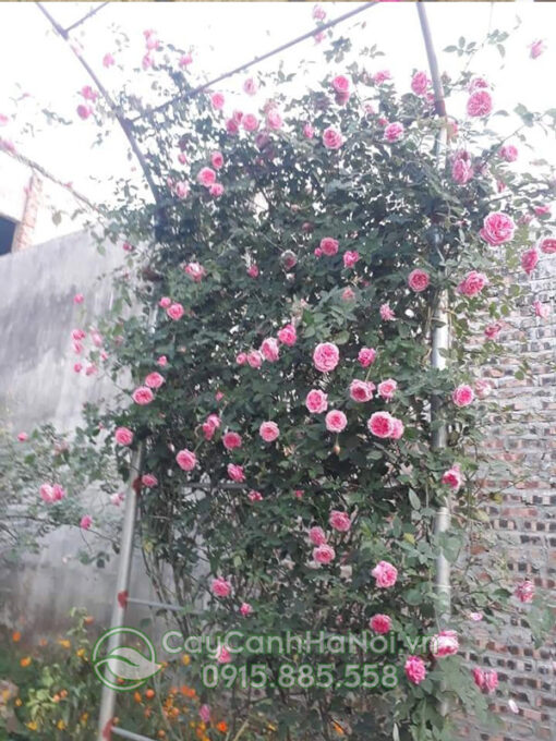 hồng leo đỏ sapa