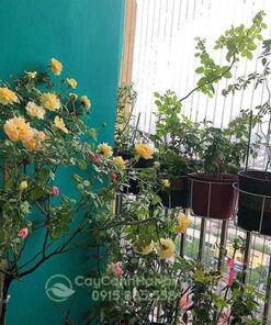 Trồng hồng ở ban công