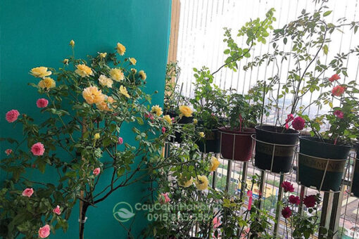 Trồng hồng ở ban công