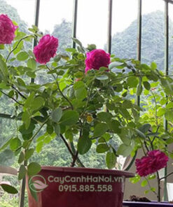 Trồng hồng leo ở ban công
