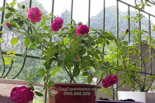 Trồng hồng leo ở ban công