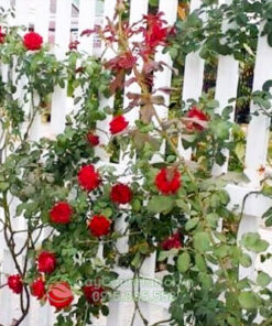 Kinh nghiệm trồng hồng leo