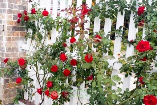 Kinh nghiệm trồng hồng leo