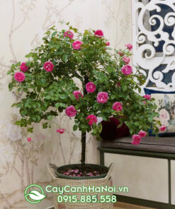 Kỹ thuật chăm sóc hồng leo trong chậu