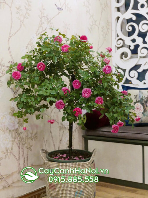 Kỹ thuật chăm sóc hồng leo trong chậu