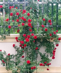Hồng cổ màu đỏ