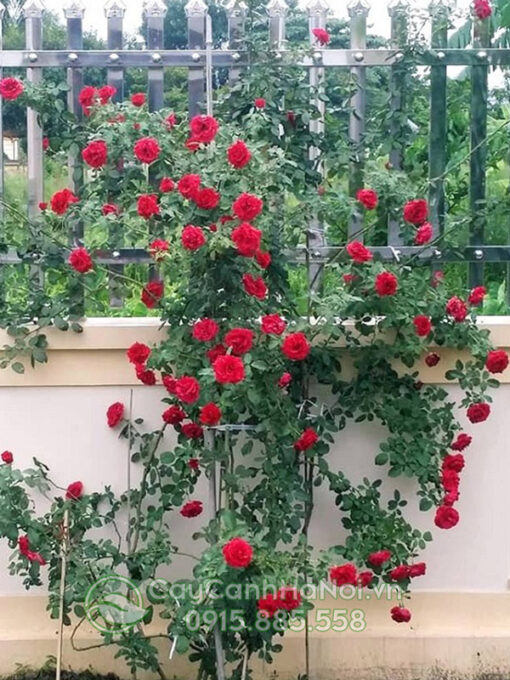 Hồng cổ màu đỏ