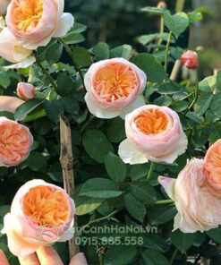 Tất cả mọi người điều Hợp với cây hoa hồng leo