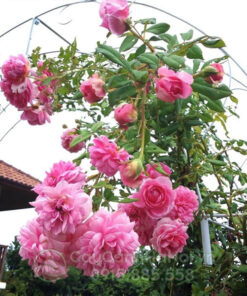Hoa hồng tường vi mọc thành từng cụm