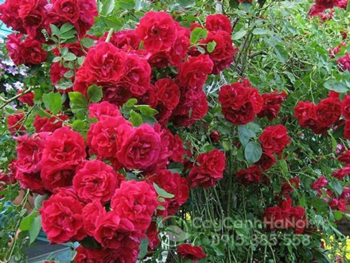 Hàng rào hoa hồng