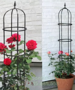 Trồng hoa hồng leo trong chậu cung cấp cho khách hàng