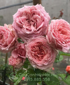 Hoa hồng bienvenue rose