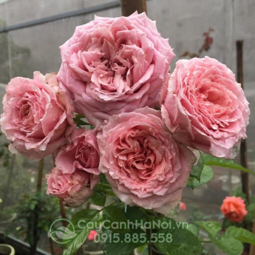 Hoa hồng bienvenue rose