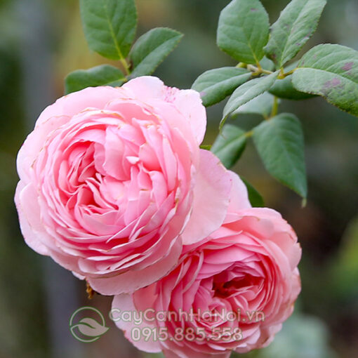 Hoa hồng Heritage Rose (hồng leo Tuyết Hương)