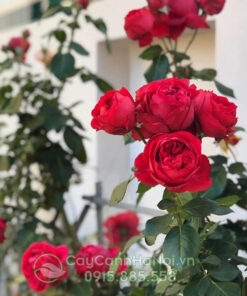 Hồng leo ngoại màu đỏ - hoa hồng ngoại leo màu đỏ (hồng ngoại red eden rose) - hồng leo pháp red eden