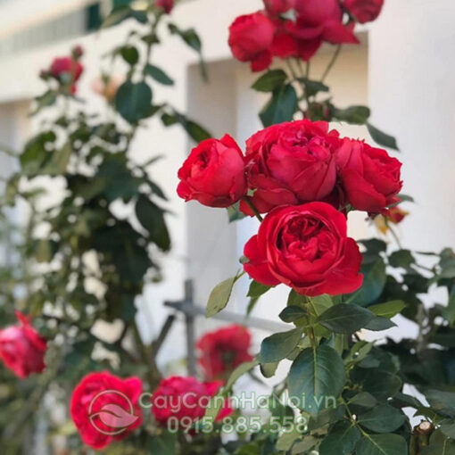 Hồng leo ngoại màu đỏ - hoa hồng ngoại leo màu đỏ (hồng ngoại red eden rose) - hồng leo pháp red eden