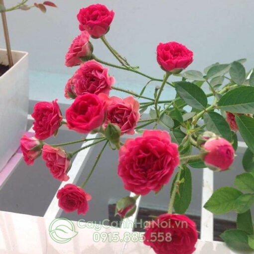 Hồng leo chùm son