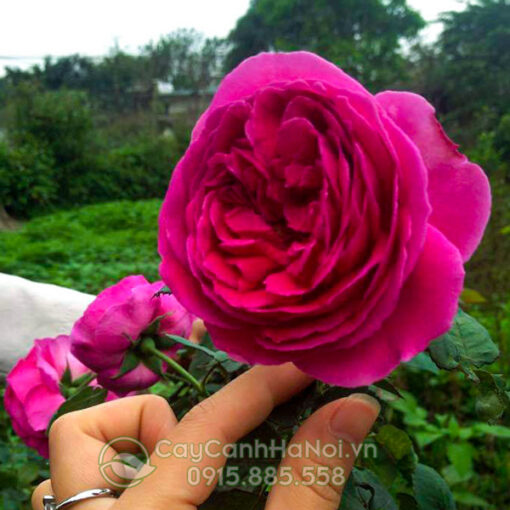 Hồng leo huyền bích