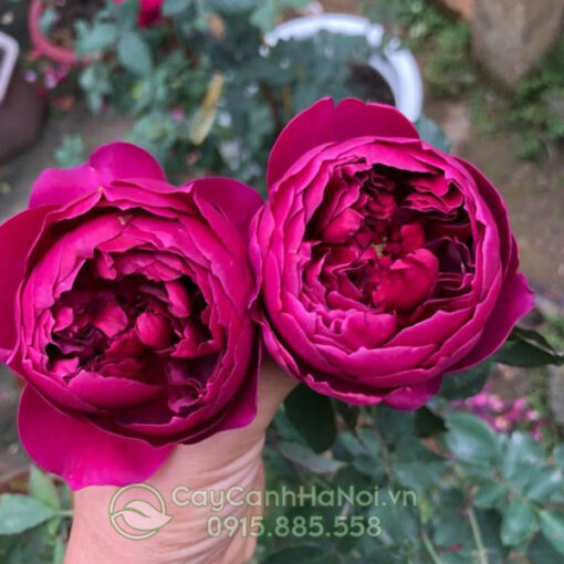 Hoa hồng leo autumn