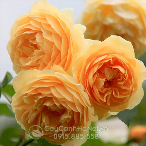 Hoa hồng leo vàng golden celebration