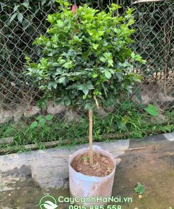 Cây hoa nguyệt quế dáng tree