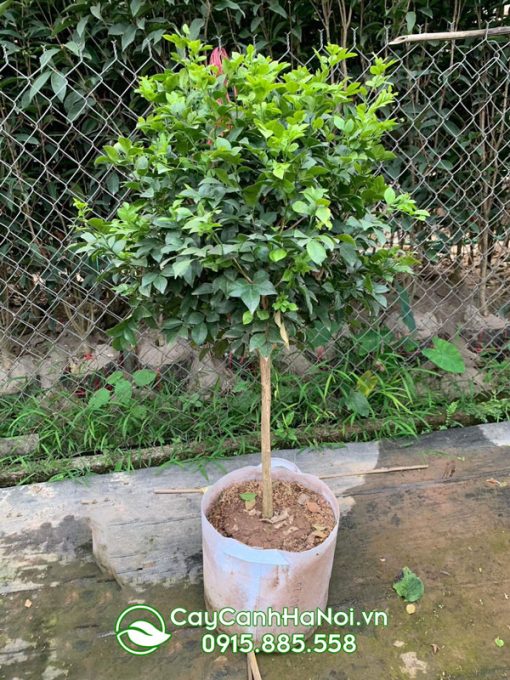 Cây hoa nguyệt quế dáng tree