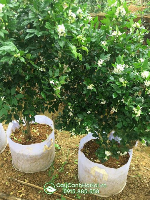 Cây hoa nguyệt quế rừng