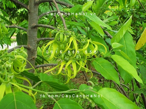 Cây Hoàng Lan