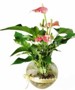 Cây hồng môn trồng nước, thủy canh