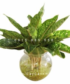 Cây Huy Hoàng trồng nước, thủy canh