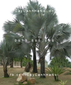 Cây kè bạc Mỹ