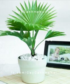 Cây kè ta nhật bản