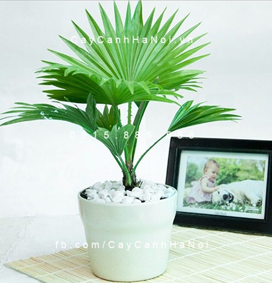 Cây kè ta nhật bản