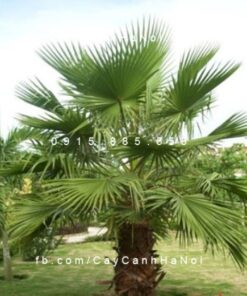 Cây kè xanh Mỹ