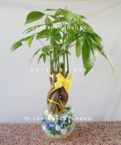 Cây kim ngân để bàn trồng nước, thủy canh