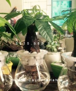Cây Kim Ngân trồng nước, thủy canh