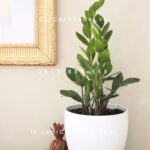 Cây Kim Tiền để bàn