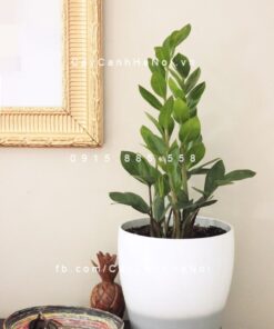 Cây Kim Tiền để bàn