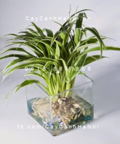 Cây Lan chi thủy sinh
