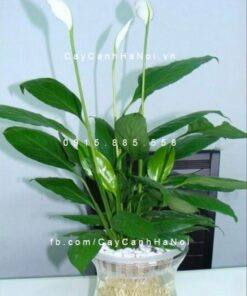 Cây lan ý trồng nước, thủy canh