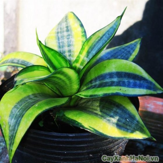 Cây Lưỡi Mèo Trồng Nước, Thủy Canh