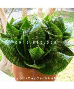 Cây lưỡi mèo trồng nước, thủy canh