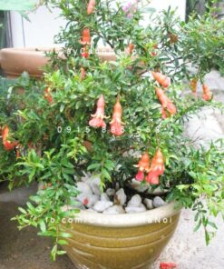 Cây lựu kiểng (ăn trái được)