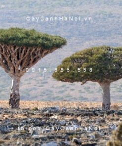 cây máu rồng