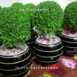 cay-tang-sinh-nhat