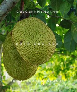 Cây Mít