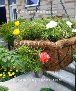 Cây Mười giờ Úc
